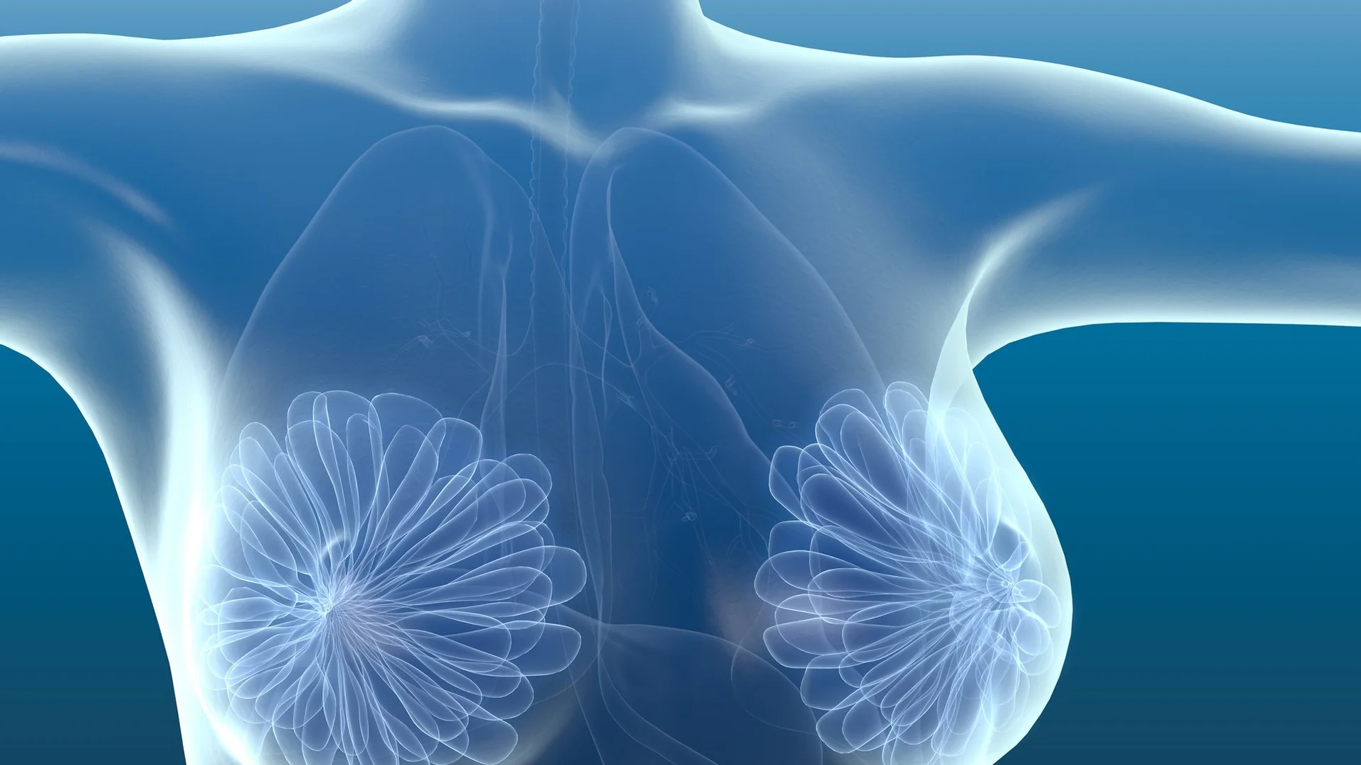 Healthy breast anatomy, artwork
